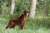 SETTER IRLANDAIS 071